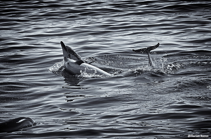 Dauphins_au_large_de_Sainte-MaximeFlorian_Raoux_-_Copie_-_Copie.jpg