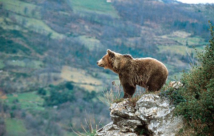 Espagne Nature Ours