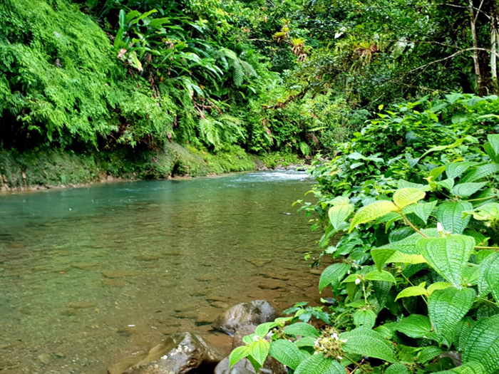 Nature guadeloupe