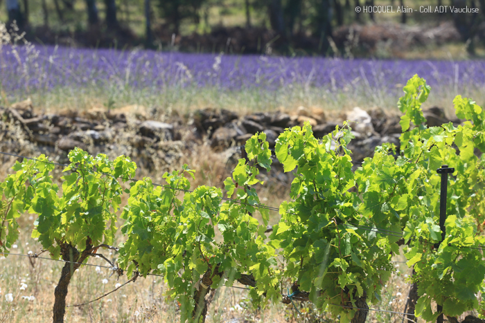 Vaucluse Vins